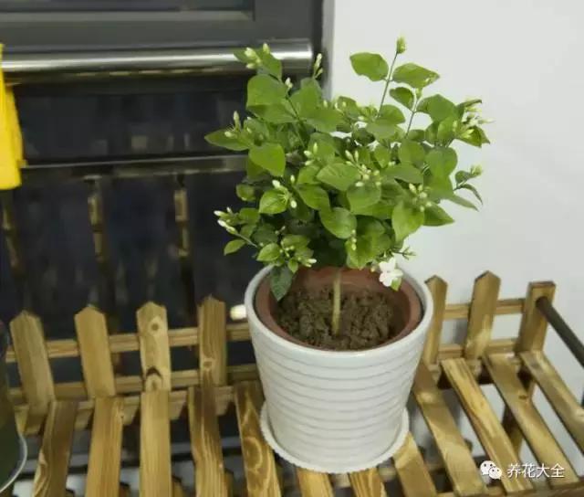 能驱虫的花,什么花养在家里可以净化空气