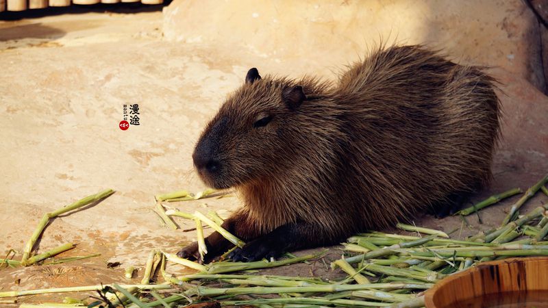 长隆亲子两大两小旅游攻略,珠海长隆横琴湾酒店亲子攻略