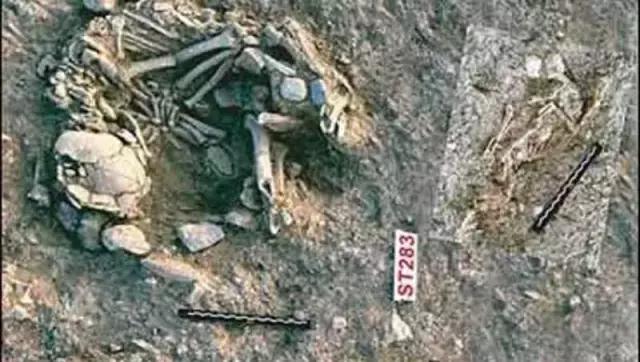 为什么说猫是铲屎官的祖先,铲屎官你不得不知道的猫主子历史