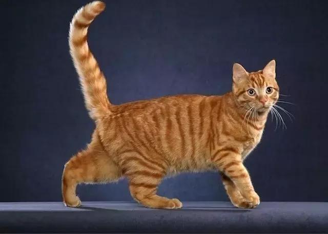 为什么说猫是铲屎官的祖先,铲屎官你不得不知道的猫主子历史