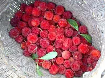 杨梅有小白虫把它用盐水泡出来,不小心吃了杨梅里的小白虫怎么办