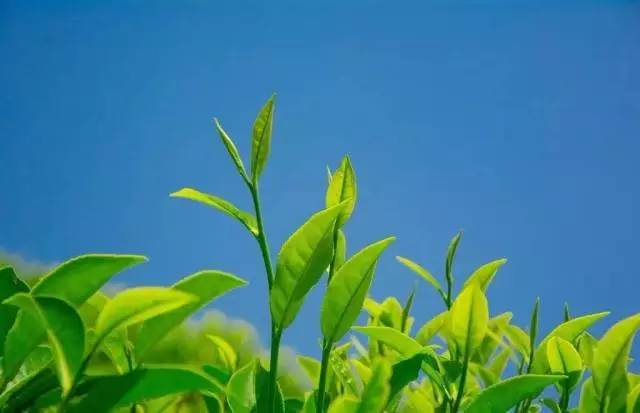 茶传媒采访视频,茶传媒深度访谈