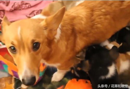 柯基狗怀孕要生了,柯基和其它狗狗生小狗