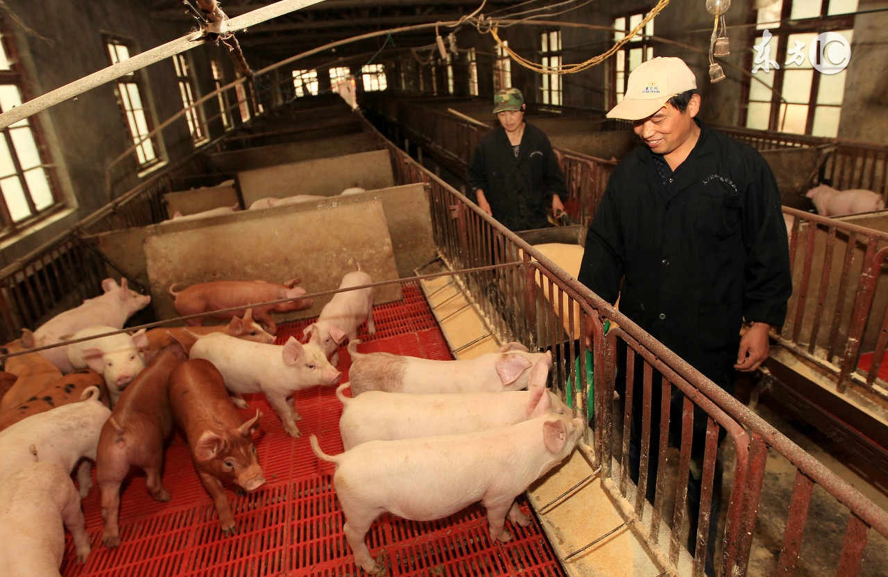 养猪林可霉素配合什么,养猪林可霉素图片