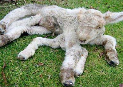 羊瘸腿是什么病怎么治疗用什么药,羊腐蹄病怎么引起的