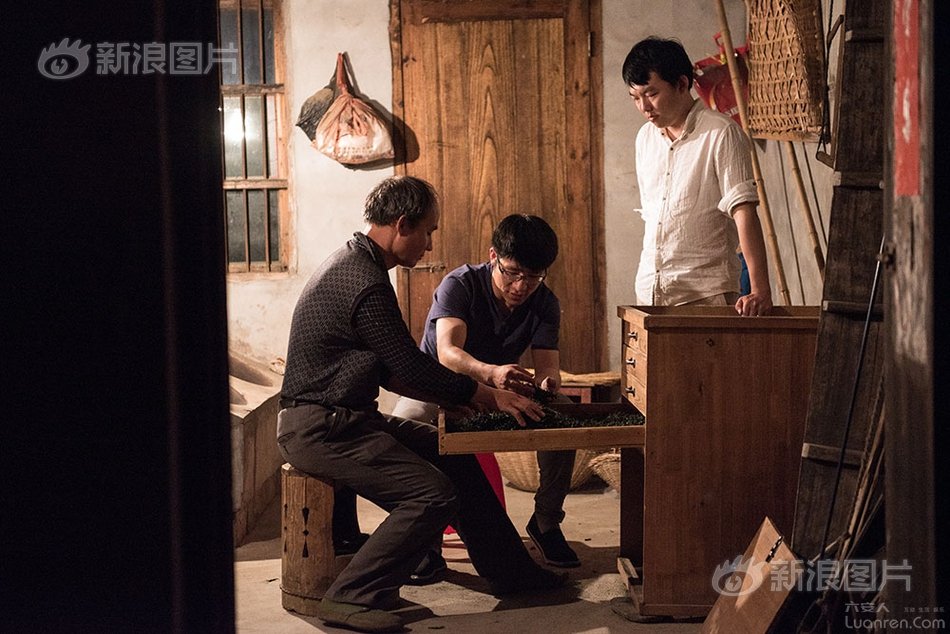 六安瓜片纯手工制作,新茶六安瓜片手工