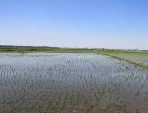 春玉米受冻害怎样补救,天气预报大豆冻害