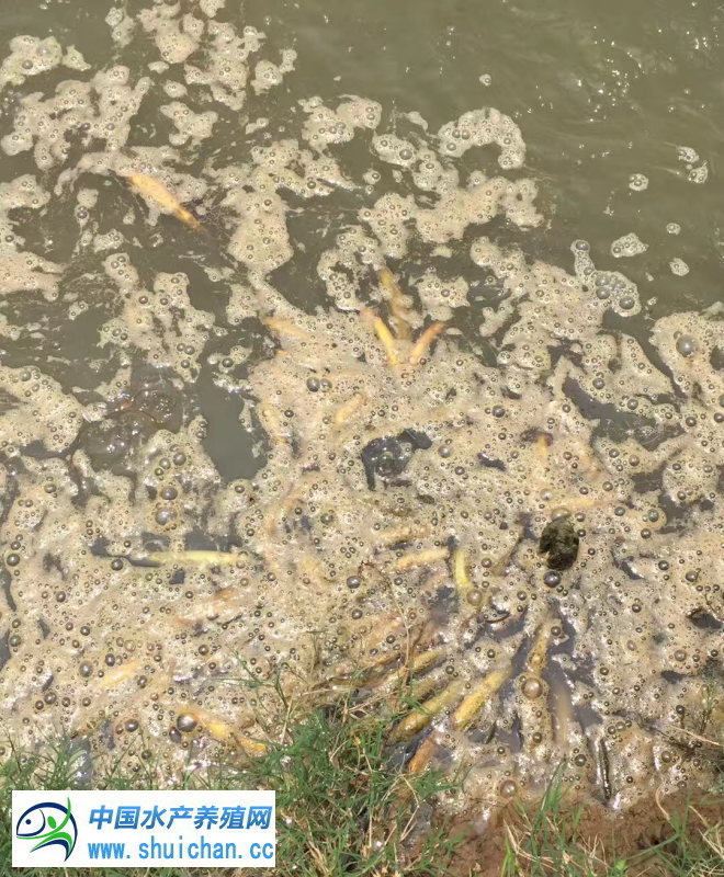 台湾泥鳅养殖行情,台湾泥鳅养殖期间怎么防治病害