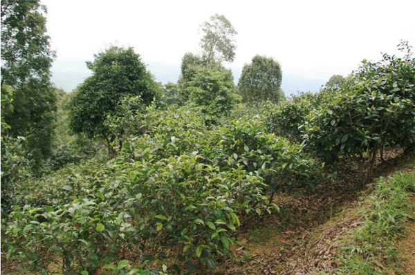 南糯山台地普洱茶怎样,普洱南糯山04年古树茶价格表