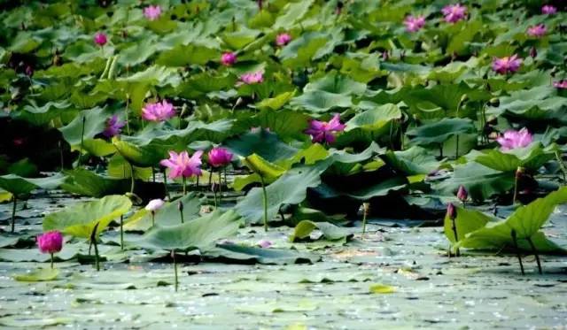 郑州哪的荷花开得比较好,郑州荷花观赏区