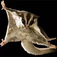 精灵宝可梦在现实中长什么样,精灵宝可梦到底是中国还是日本的