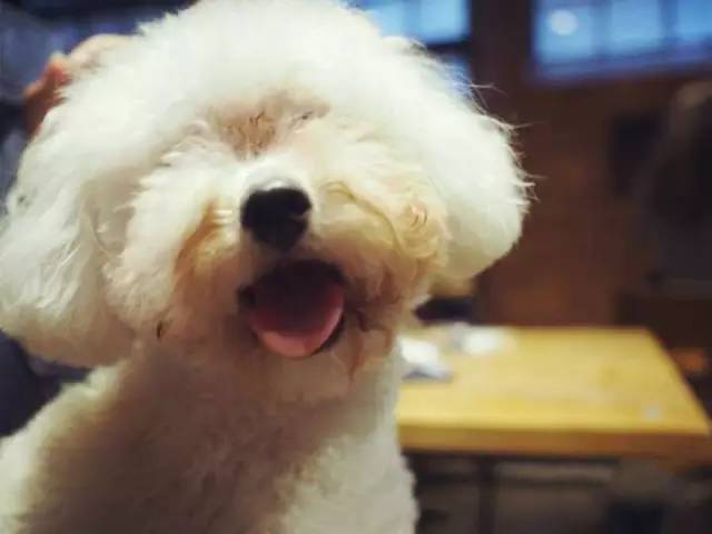 魔都特色餐厅推荐,魔都最有腔调的十家自助餐约起来