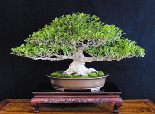 刚买的榕树盆景为啥叶子边缘发黑,盆景榕树叶子有锈斑是怎么回事