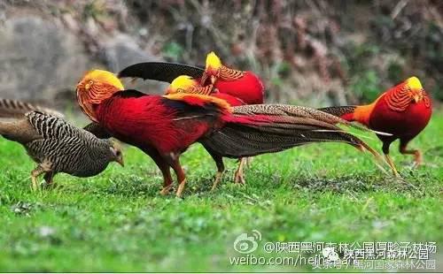 黑河风光,黑河自然风景