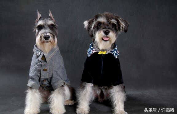 十二星座最适合养哪种宠物,十二星座养宠物