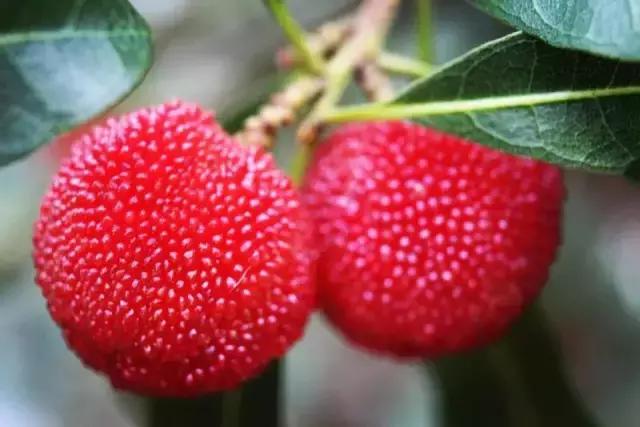 杨梅有小白虫把它用盐水泡出来,不小心吃了杨梅里的小白虫怎么办