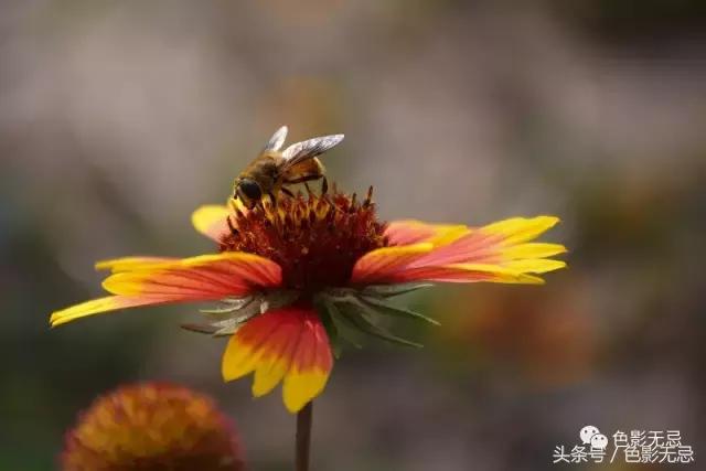 尼康半画幅d7500拍人像,尼康d7500是全画幅吗