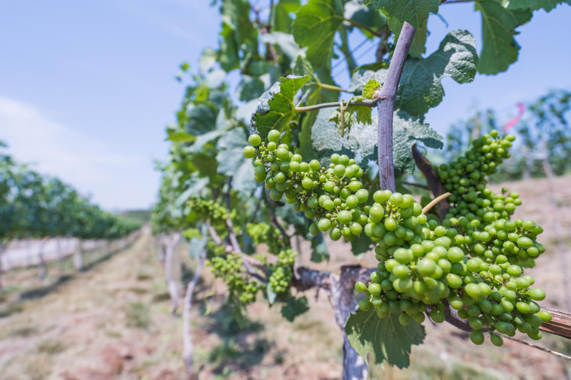 蓬莱温泉旅游度假村,蓬莱适合度假的小镇