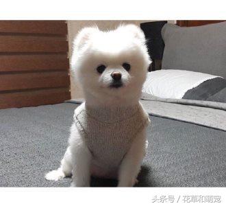 狗狗送人原主人能要回吗,把狗狗送给别人还能要回来吗