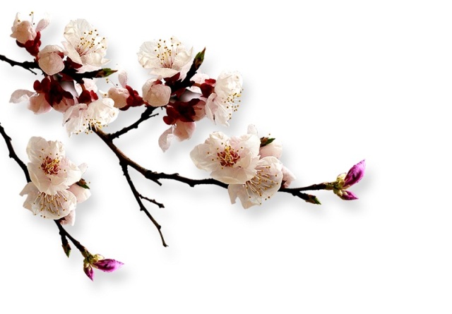 中国四大国石之首寿山石之芙蓉石特征及品种细解