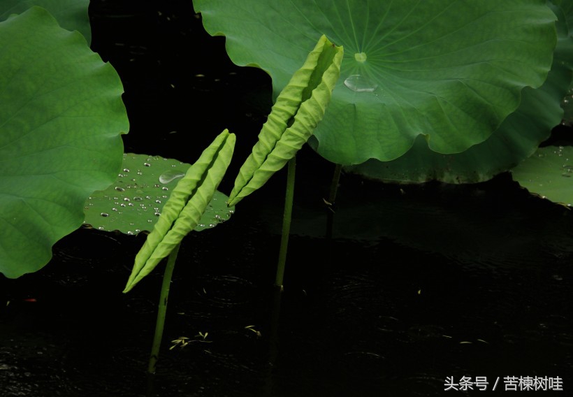活着，不是为了取悦他人，生命的意义不是如何把自己改变成别人喜欢的样子，而是尽力做一个自己喜欢的人