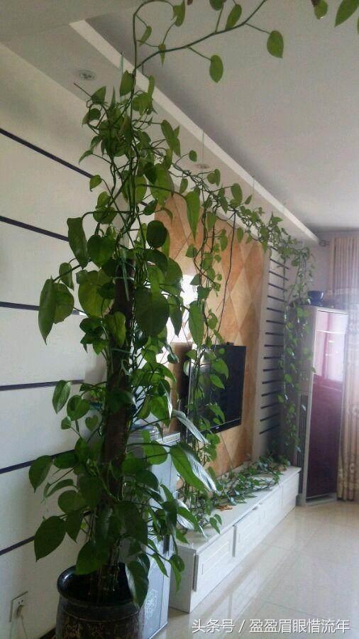 家里的绿萝生长十分缓慢怎么办,我家的绿萝长得越来越茂盛