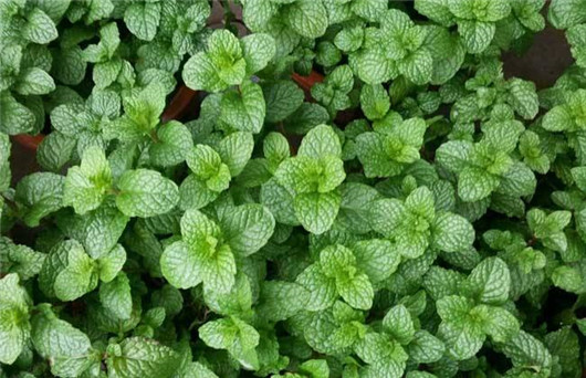 薄荷叶有驱蚊虫功效么,干薄荷叶可以驱蚊虫吗