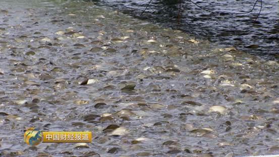 十亩水库养鱼一年收益,一亩鱼塘养鱼的收益