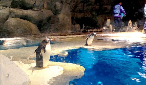 暑假去香港海洋公园攻略图片,去香港海洋公园旅游全攻略