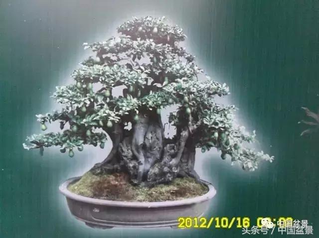 直杆式盆景的飘枝布局原则,松树飘枝式盆景图片大全