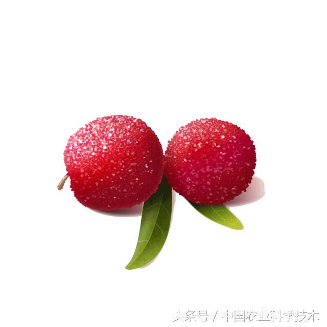 杨梅好吃树难栽下联,杨梅树难栽种么