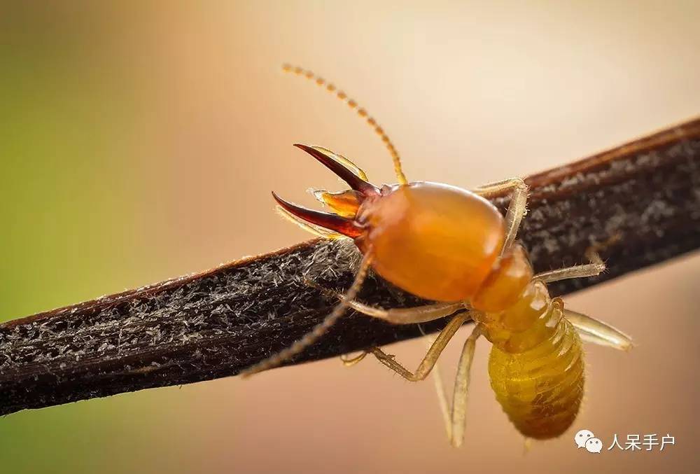 昆虫的嗅觉非常灵敏,昆虫没有嗅觉吗
