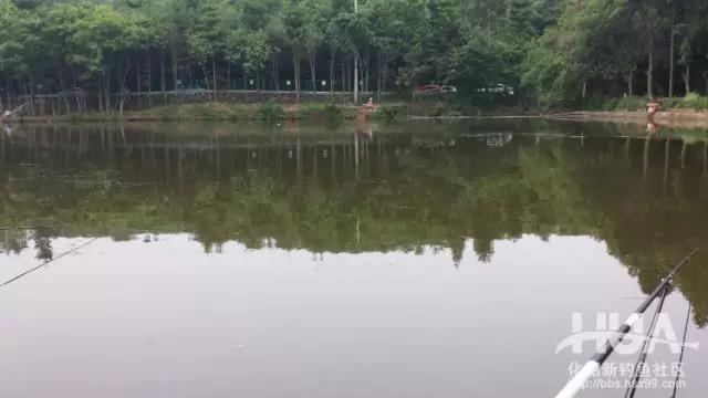 以黑坑盛宴治黑坑,黑坑盛宴鲤鱼