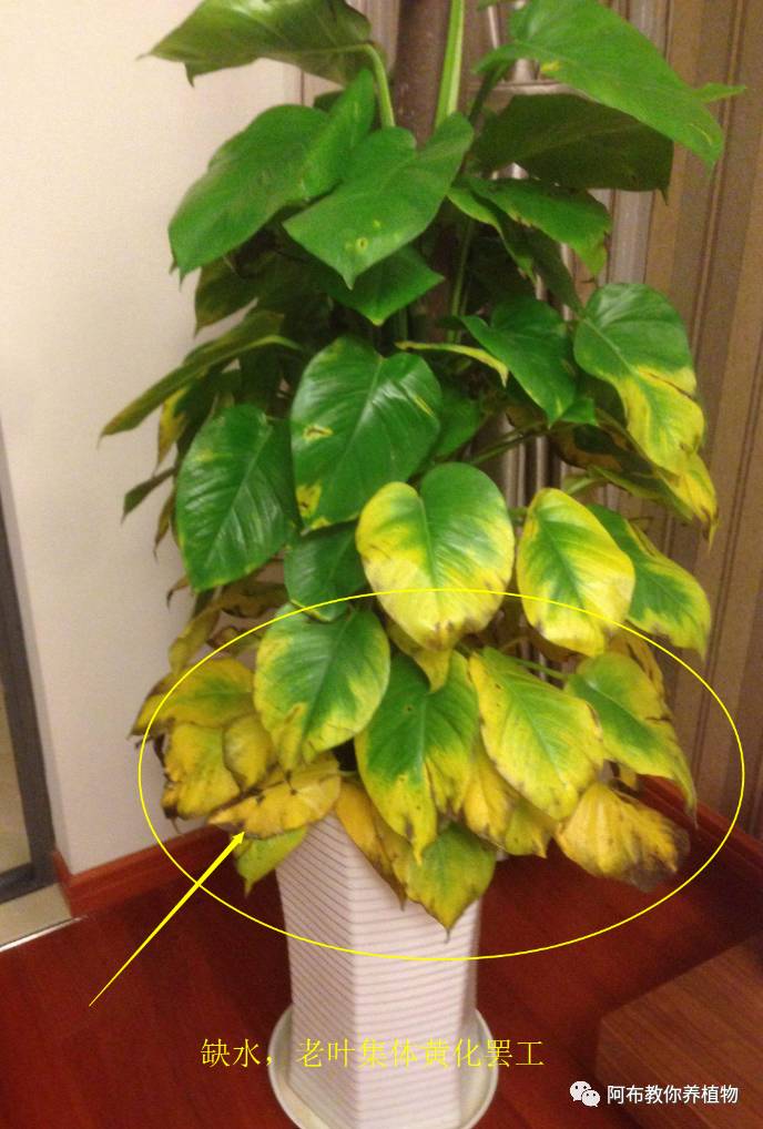 绿萝植物养护,绿萝植物养护知识