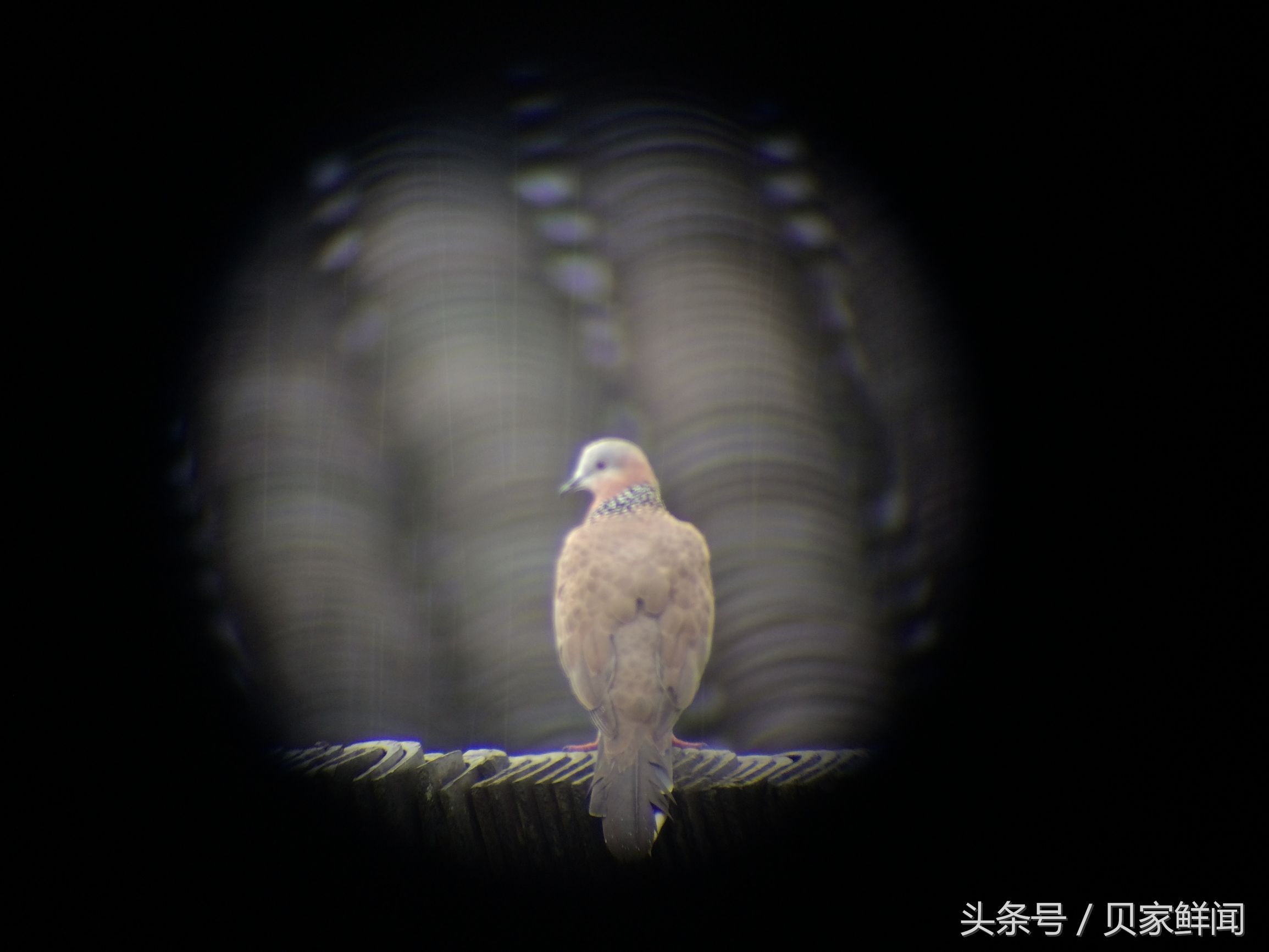 民用最大倍率望远镜,最小高倍望远镜