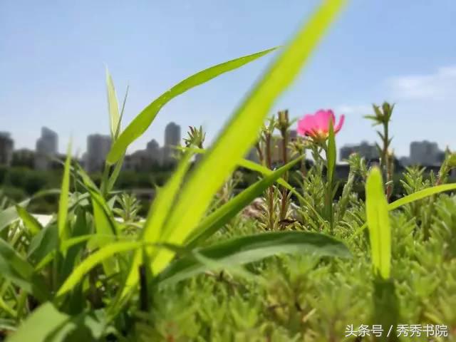 所谓伊人在水一方完整版,所谓伊人在水一方书法