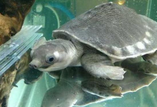 宠物龟怎么喂养吃什么,绿色的宠物龟怎么喂养