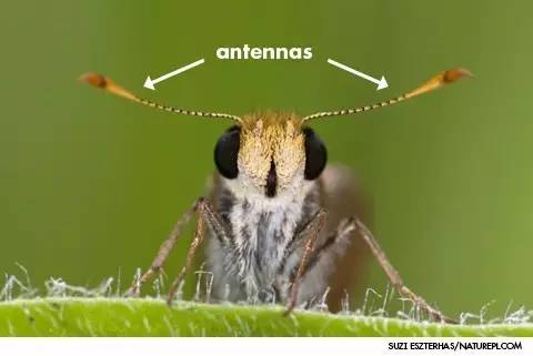 昆虫的嗅觉非常灵敏,昆虫没有嗅觉吗