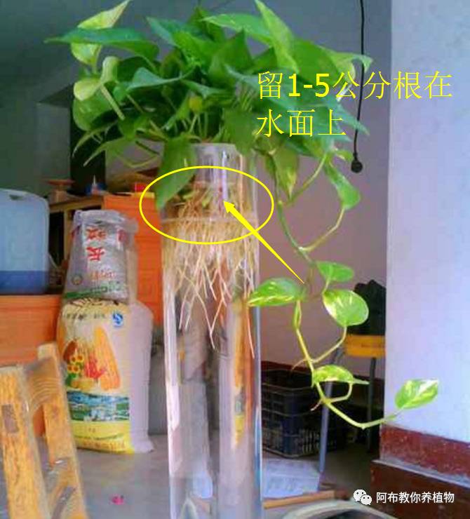 绿萝植物养护,绿萝植物养护知识