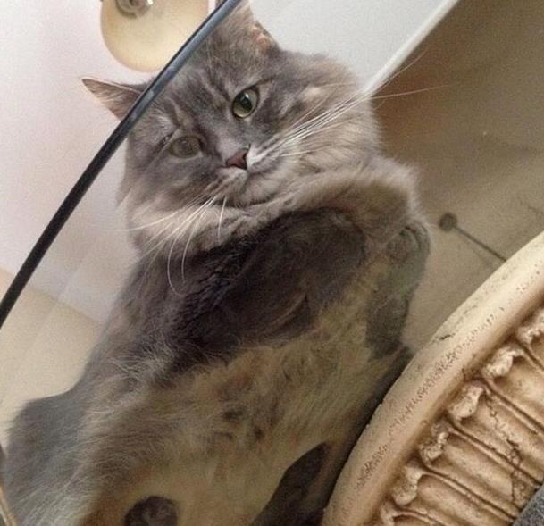 养猫房间要不要摆一些东西,养猫家里适合放什么家具