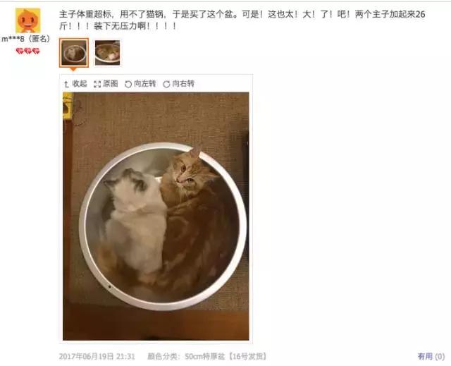 从让人捧腹的铝盆和鸡窝大抢购,看猫咪用品创业商机
