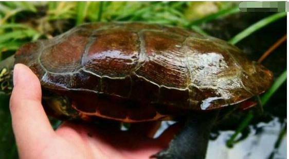 中华草龟和野生草龟的区别,草龟跟中华草龟有什么区别
