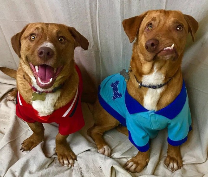 狗狗天生嘴巴长斜相貌丑陋，在被安乐死前，一个人的出现救了它！