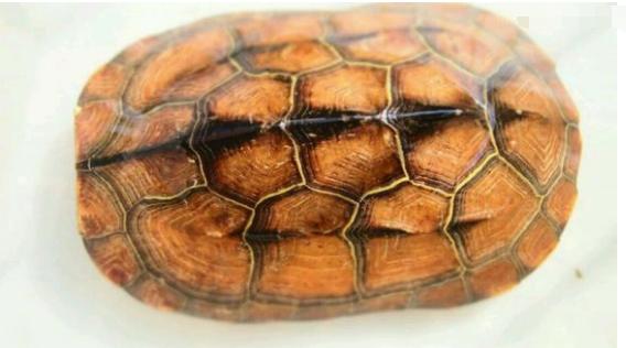 中华草龟与台湾草龟,中华草龟跟草龟有什么区别图