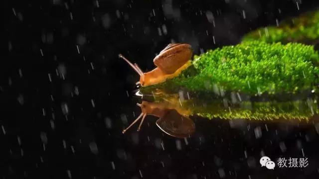 精美微距摄影欣赏蜗牛,微距蜗牛拍摄技巧视频