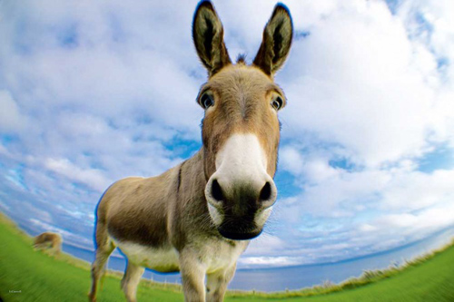 投资养鹿要多少钱,投资5万养驴真实感受