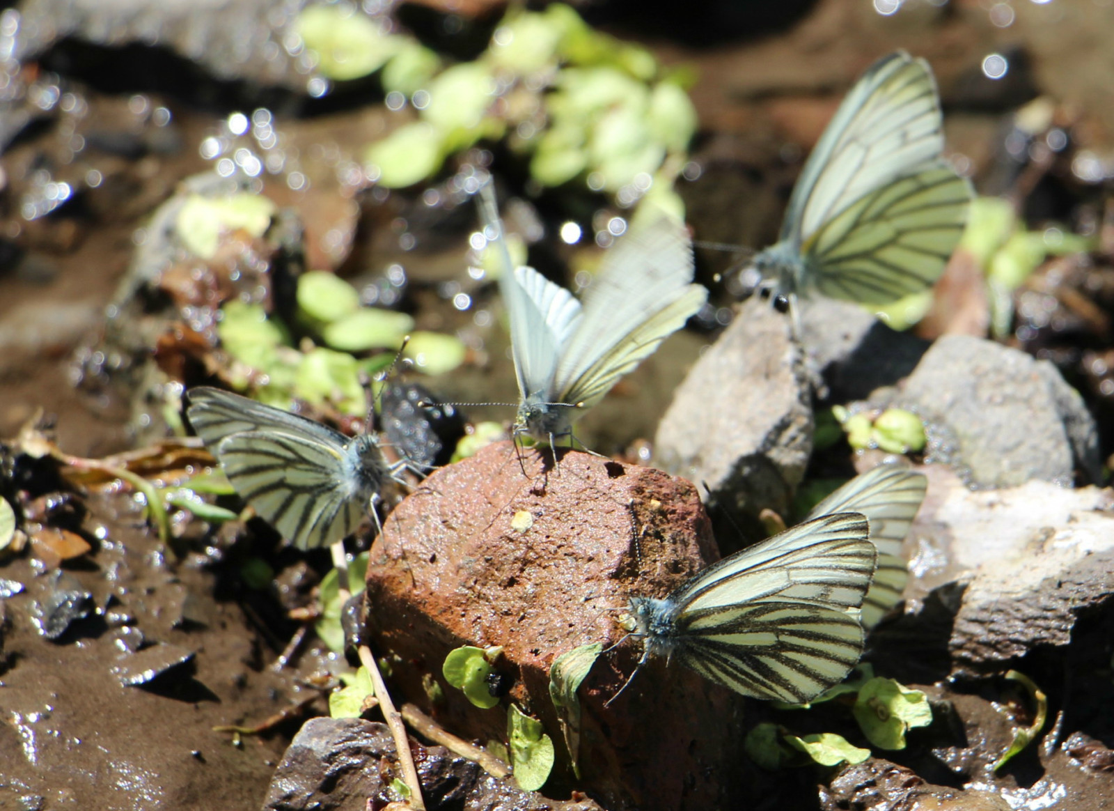 乌鲁木齐石人沟民俗,乌鲁木齐风情