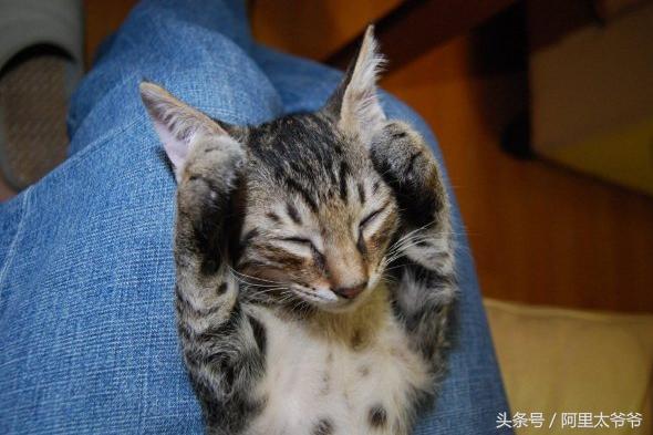 救助小奶猫视频,如何救助小猫咪