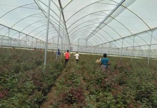 世界最大的玫瑰基地,世界最大玫瑰种植园