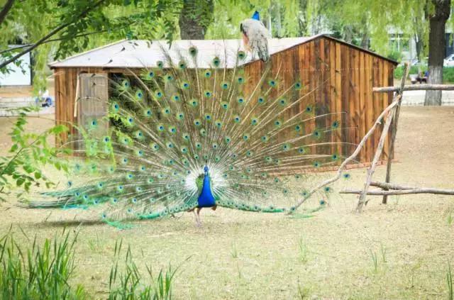 沈阳师范大学青春,再见青春沈阳